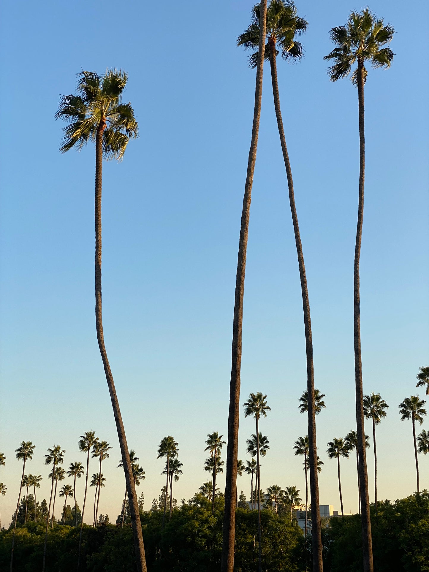 2024 Monopole Rioja Blanco